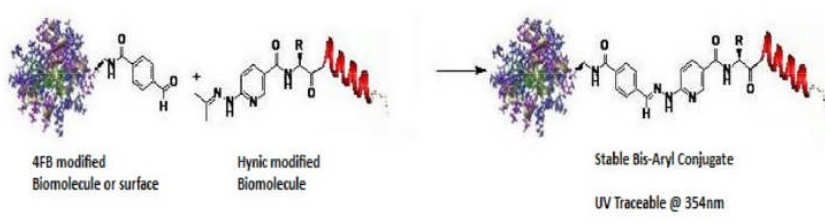 Protein–Protein Conjugation Kit