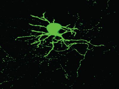 NEUROBIOTIN®-PLUS Tracer