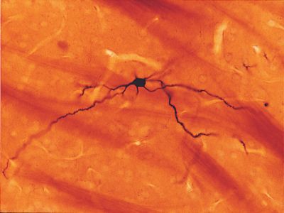 NEUROBIOTIN®-PLUS Tracer