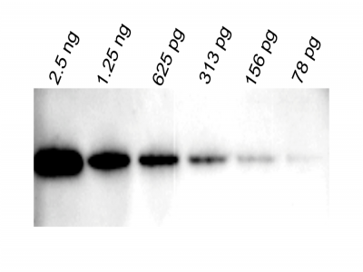 WestVision™ Peroxidase Polymer, Anti-Mouse IgG (Western Blot Detection)