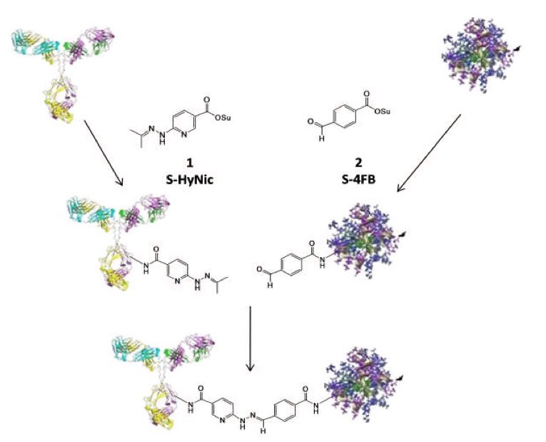 S-HyNic Linker (DMF Soluble)