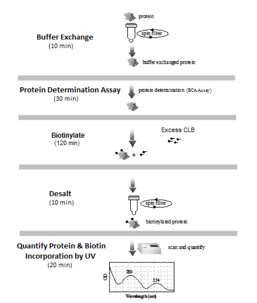 ChromaLINK® Biotin Protein Labeling Kit