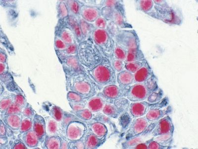 Horse Anti-Mouse/Rabbit IgG Antibody (H+L) (Universal), Biotinylated, R.T.U.