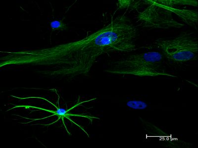 Horse Anti-Mouse/Rabbit IgG Antibody (H+L) (Universal), Biotinylated, R.T.U.