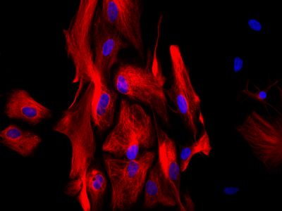 Horse Anti-Mouse/Rabbit IgG Antibody (H+L) (Universal), Biotinylated, R.T.U.