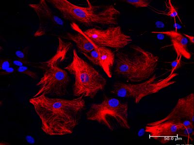 Horse Anti-Mouse/Rabbit IgG Antibody (H+L) (Universal), Biotinylated, R.T.U.