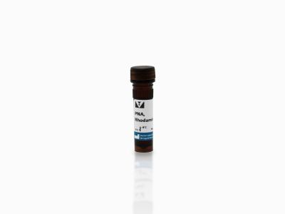 Peanut Agglutinin (PNA), Fluorescein
