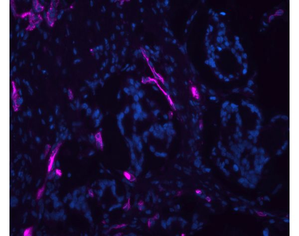 Ulex Europaeus Agglutinin I (UEA I), DyLight® 649