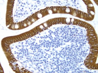 Hematoxylin and Eosin Stain Kit