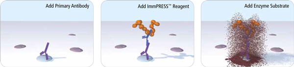 ImmPRESS®-AP Horse Anti-Goat IgG Polymer Detection Kit, Alkaline Phosphatase