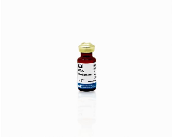Wheat Germ Agglutinin (WGA), Rhodamine