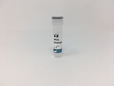 Wheat Germ Agglutinin (WGA), Rhodamine