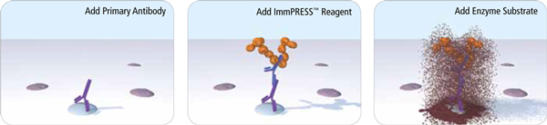 ImmPRESS®-VR Horse Anti-Rabbit IgG Polymer Detection Kit, Peroxidase, Veterinary Reagent