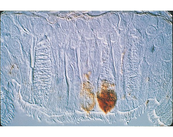 Peanut Agglutinin (PNA), Biotinylated