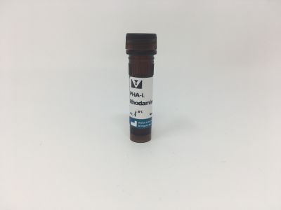 Phaseolus Vulgaris Leucoagglutinin (PHA-L), Fluorescein