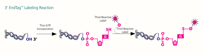 3' EndTag DNA End Labeling System