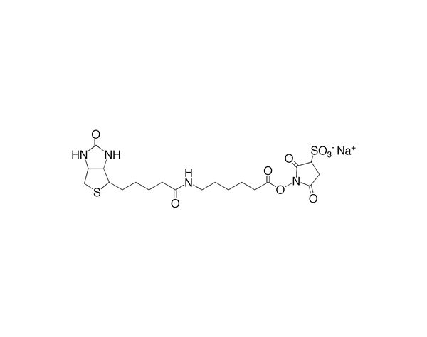 Biotin (Long Arm) NHS, Water Soluble