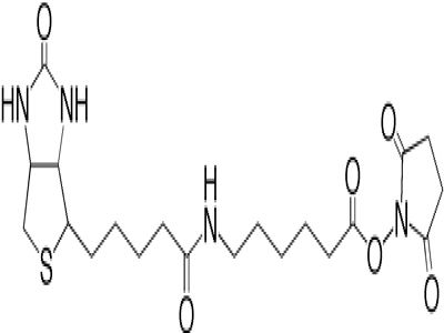 Biotin (Long Arm) NHS, Water Soluble