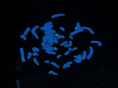Fluorescein Avidin D, FITC