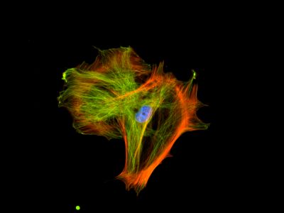Fluorescein Avidin D, FITC