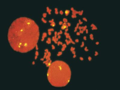 Horse Anti-Mouse IgG Antibody (H+L), Fluorescein