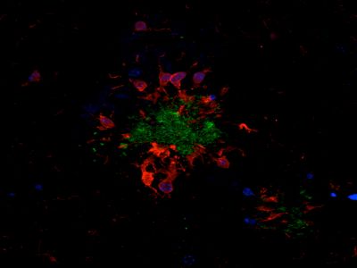 Horse Anti-Mouse IgG Antibody (H+L), Fluorescein