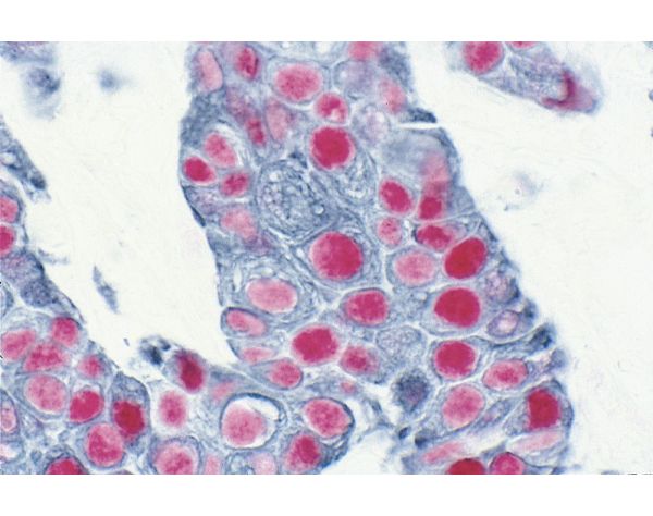 VECTASTAIN® ABC-AP Kit, Alkaline Phosphatase (Rat IgG)