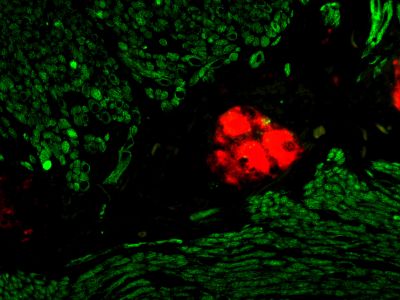 M.O.M.® (Mouse on Mouse) Immunodetection Kit, Fluorescein