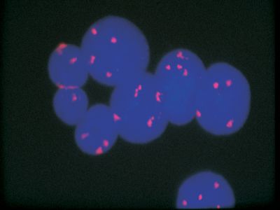 Fluorescein Avidin DCS, Cell Sorting Grade