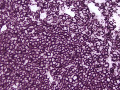 Goat Anti-Rat IgG, Mouse Adsorbed, Antibody (H+L), Peroxidase