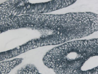 Goat Anti-Rat IgG, Mouse Adsorbed, Antibody (H+L), Peroxidase