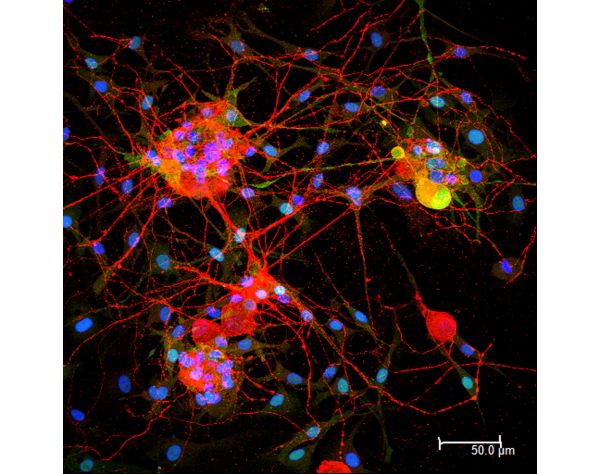 Horse Anti-Goat IgG Antibody (H+L), DyLight® 594
