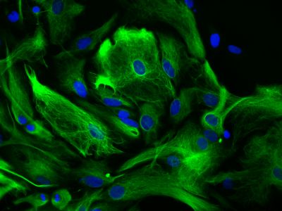 Horse Anti-Goat IgG Antibody (H+L), DyLight® 594
