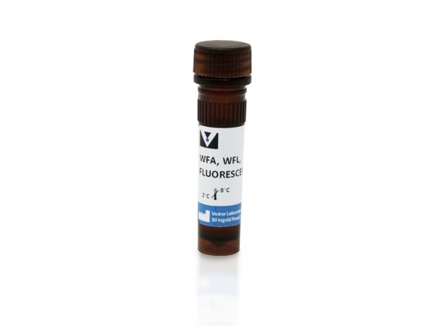 Wisteria Floribunda Lectin (WFA, WFL), Fluorescein