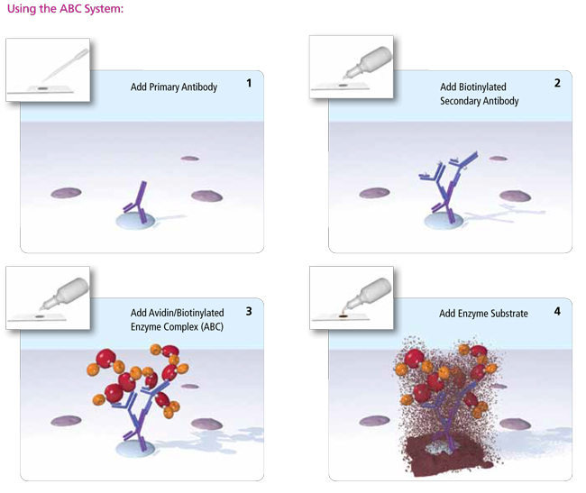 VECTASTAIN® ABC-AP Kit, Alkaline Phosphatase (Standard)