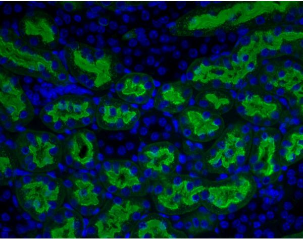 Aleuria Aurantia Lectin (AAL), Fluorescein