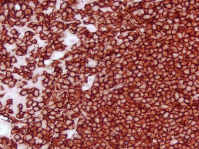Horse Anti-Mouse IgG Antibody (H+L), Peroxidase