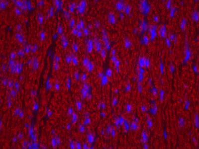 Horse Anti-Mouse/Rabbit IgG Antibody (H+L) (Universal), Biotinylated