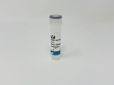 VECTASTAIN® ABC-HRP Kit, Peroxidase (Rat IgG)