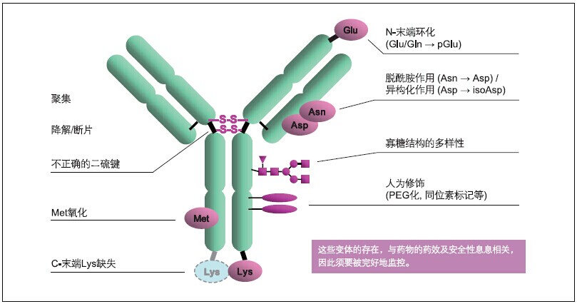 抗体纯化用亲和层析填料